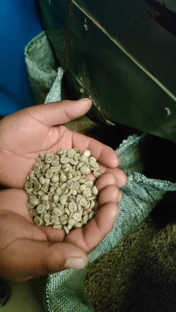 Зелёный кофе в руках фермера в Эквадоре.