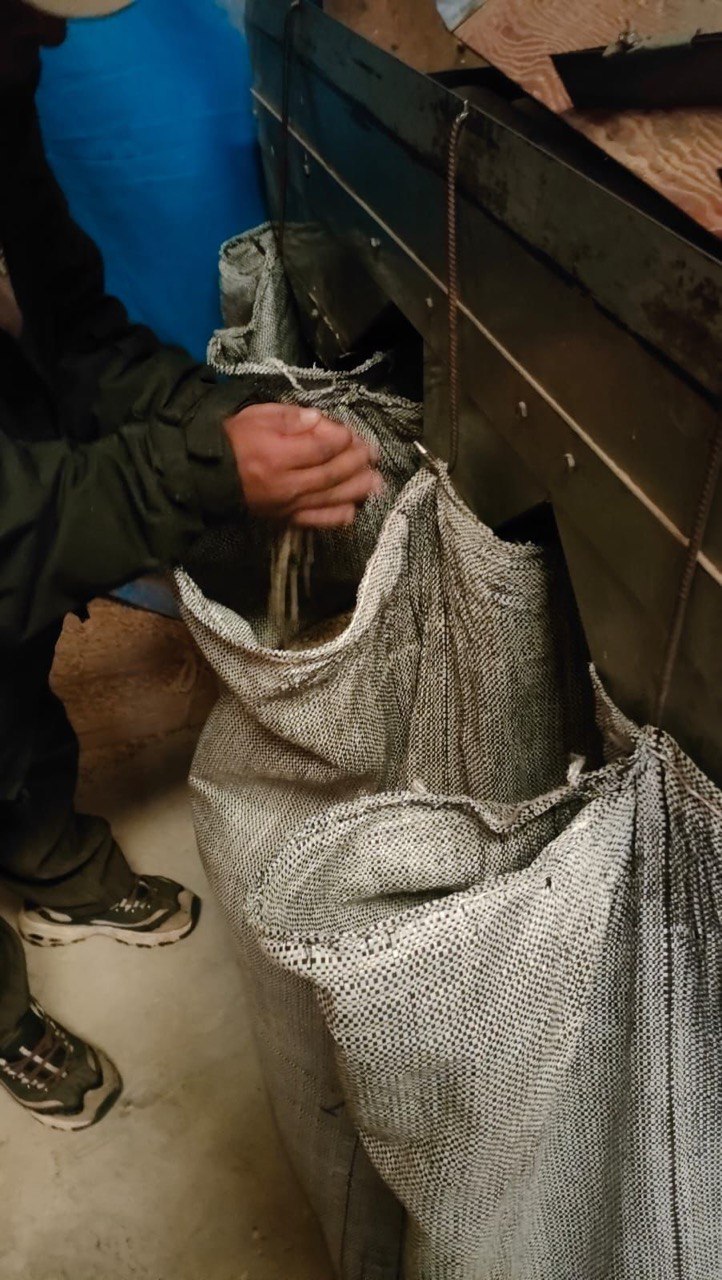 Зелёный кофе засыпают в мешки.