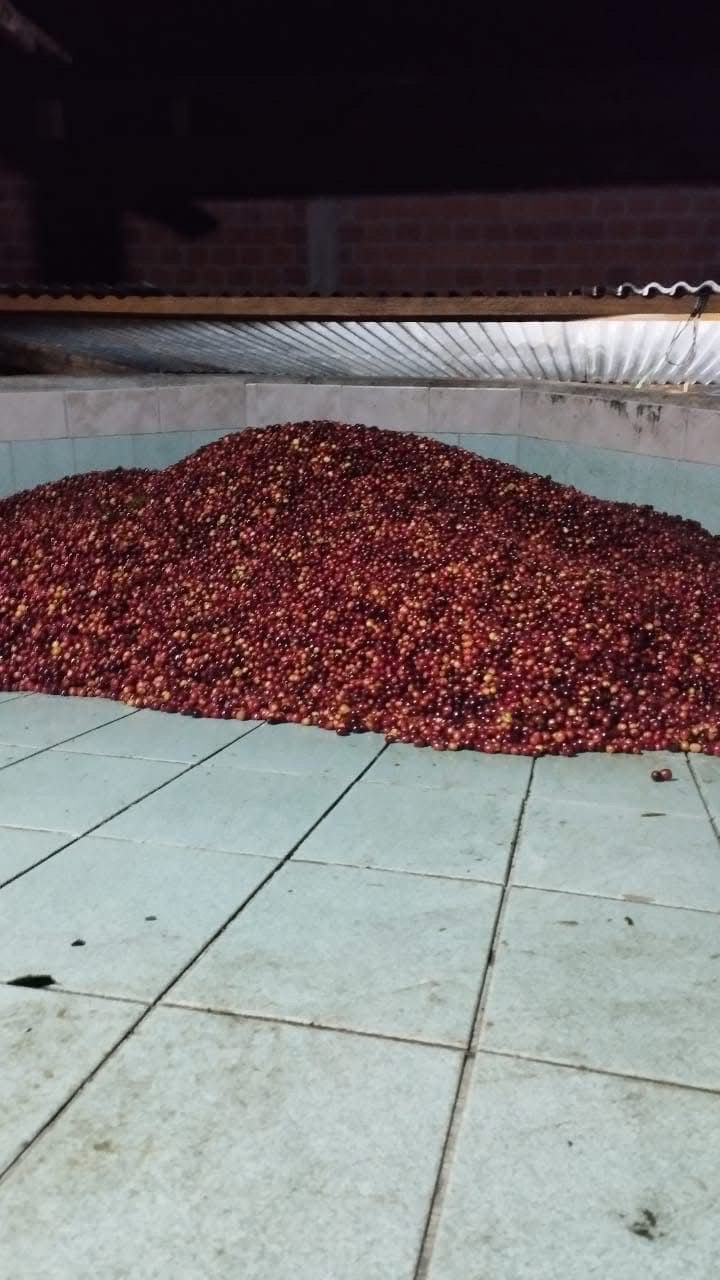 Свежесобранные кофейные ягоды в приёмном бассейне.