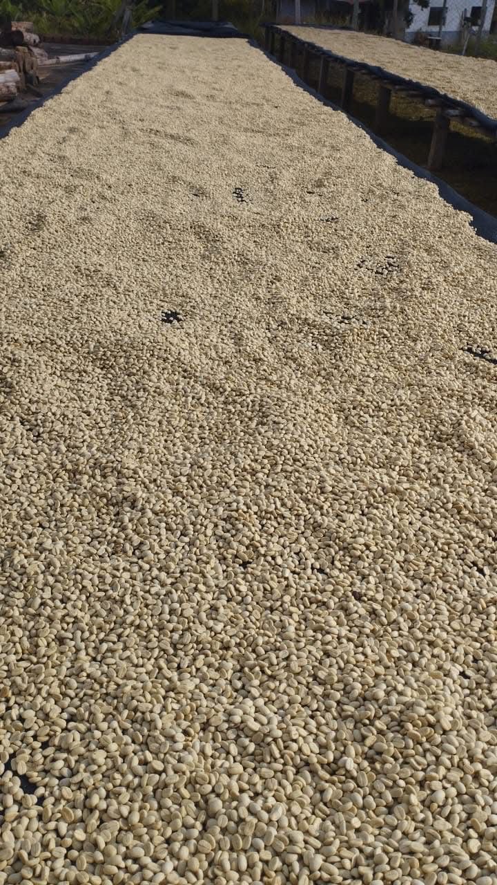 Кофейные зёрна, разложенные тонким слоем для сушки.