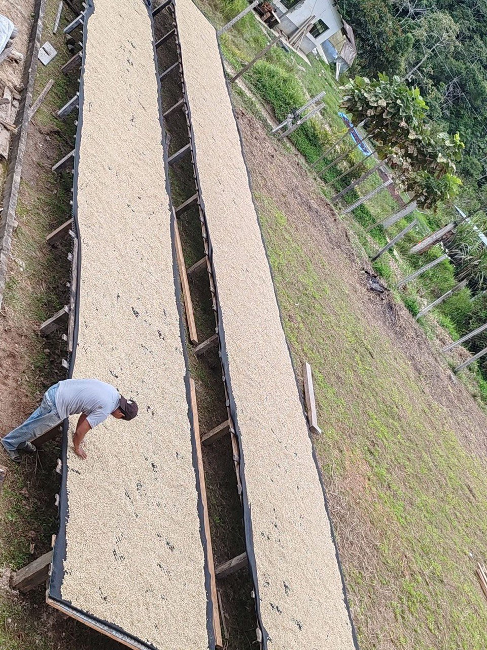 Работник распределяет кофе на длинных столах для сушки.