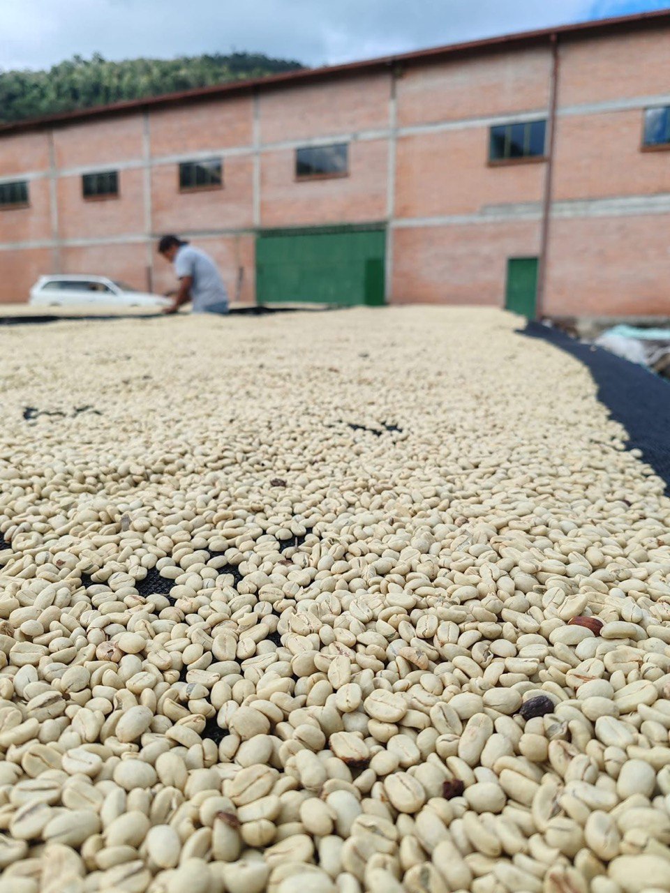 Сушка кофе на площадке перед складом.