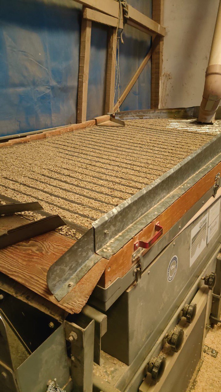 Сортировочный стол для зелёного кофе.