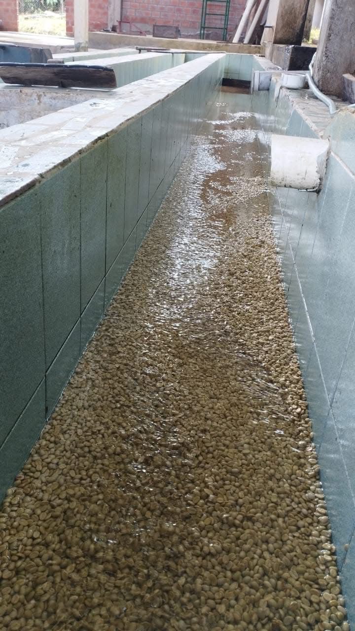 Кофейные зёрна в промывочном канале с водой.